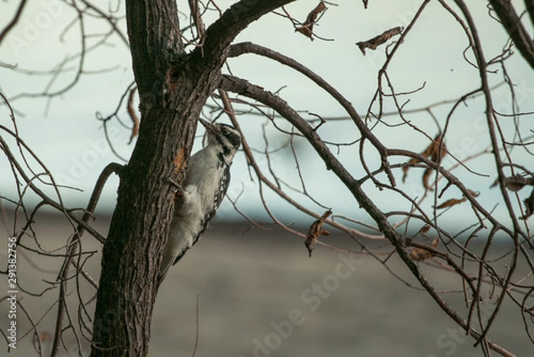 Obraz woodpecker on tree