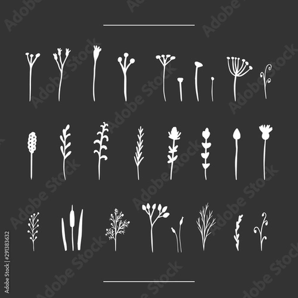 Fototapeta Isolated hand-drawn herbal set on chalk board
