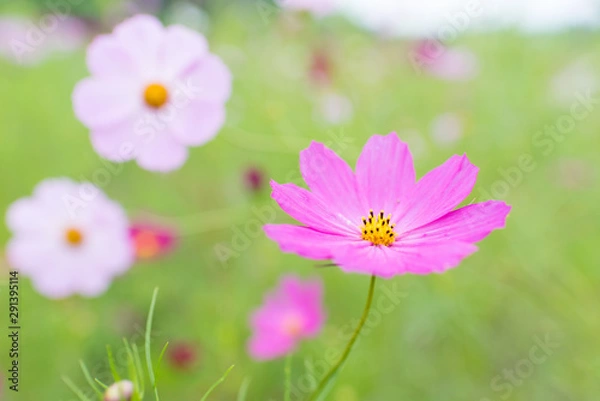 Obraz 北海道えんがる公園のコスモス畑