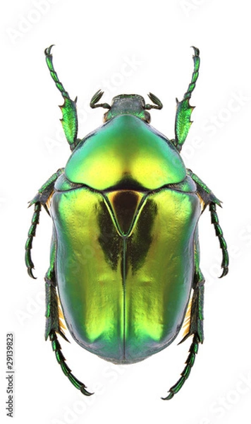 Obraz Protaetia aeruginosa