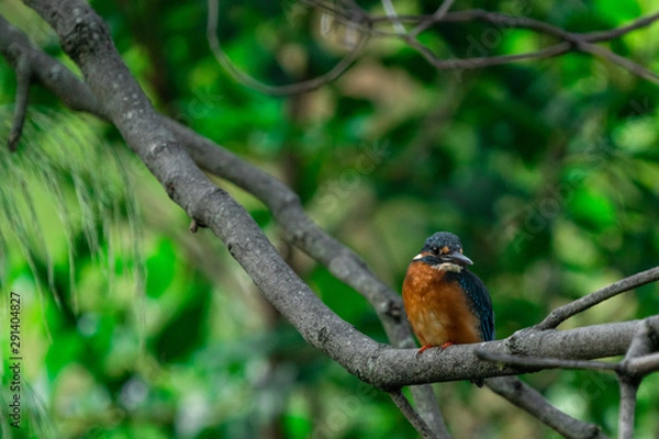 Fototapeta カワセミ