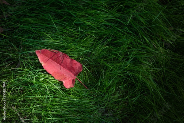 Obraz Top view of a red fallen leaf on green grass, illuminated by soft evening light. Text space.