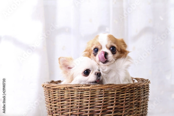 Fototapeta チワワ