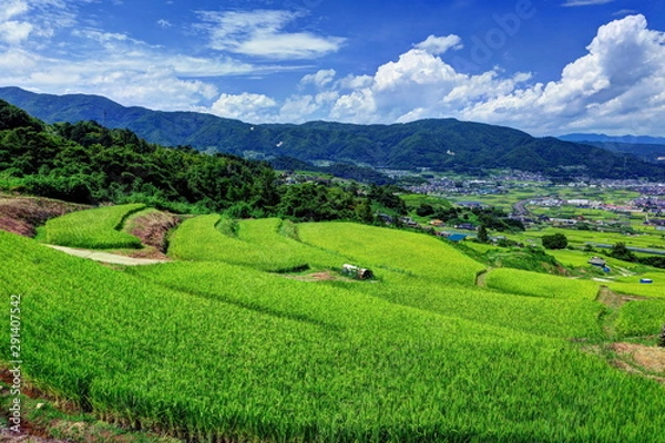Fototapeta 姨捨の棚田