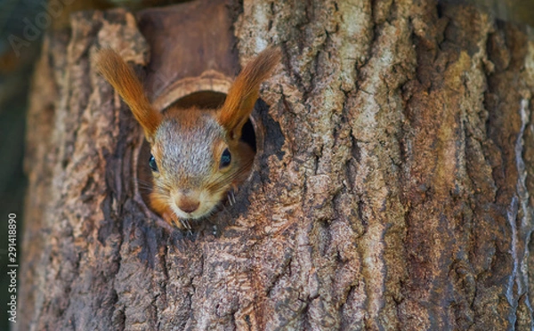 Fototapeta The squirrel showed its face from its nest in the tree. Squirrel looks out of the window
