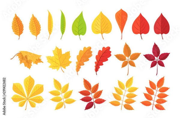 Obraz Botanical set of bright autumn leaves. Vector illustration.