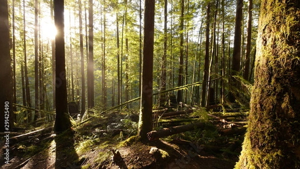 Obraz Forest with Light Rays