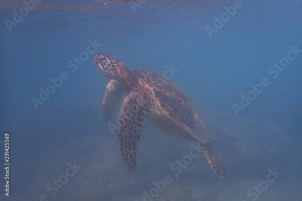 Obraz Turtle Underwater