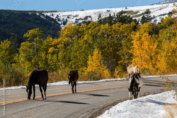 Obraz Horses on Mountain Road