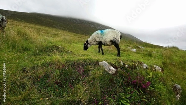 Obraz Ireland Achill Island Sheep 2