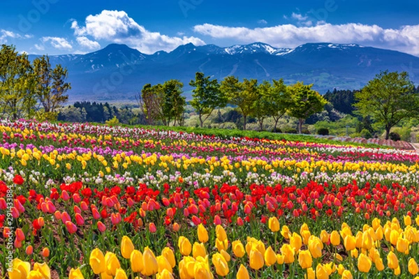 Fototapeta 栃木県・那須町 春の花畑の風景（那須フラワーワールド）