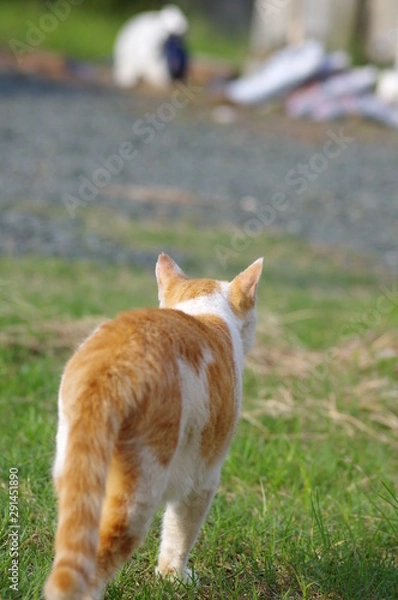 Fototapeta 猫の後ろ姿