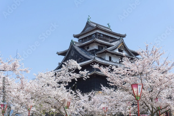Obraz Matsue castle with sakura blooming season.
