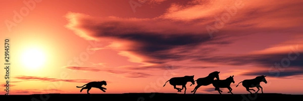 Obraz hunting cougar