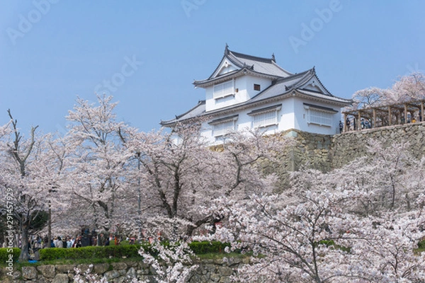 Obraz Tsuyama castle with sakura blooming season