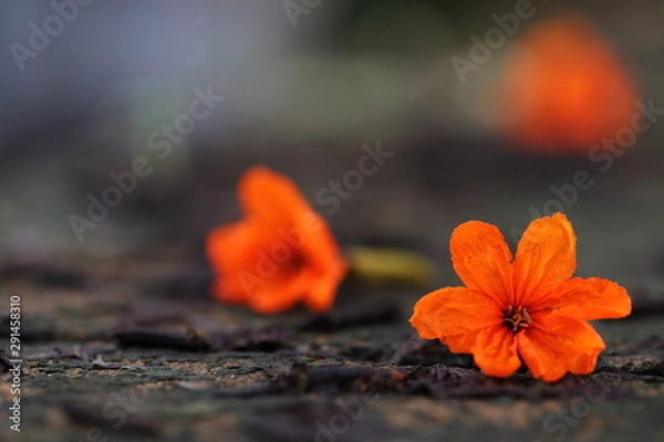 Fototapeta Cordia sebestena orange flower closeup.