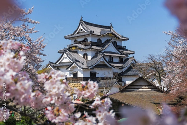 Obraz Hikone castle with sakura blooming season