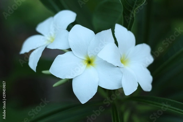 Obraz white flowers on green background