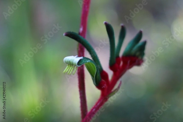 Obraz Kangaroo Paw