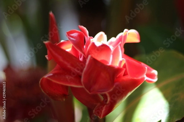 Obraz Ginger Flower