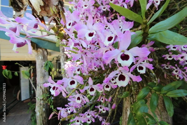 Obraz Orchids