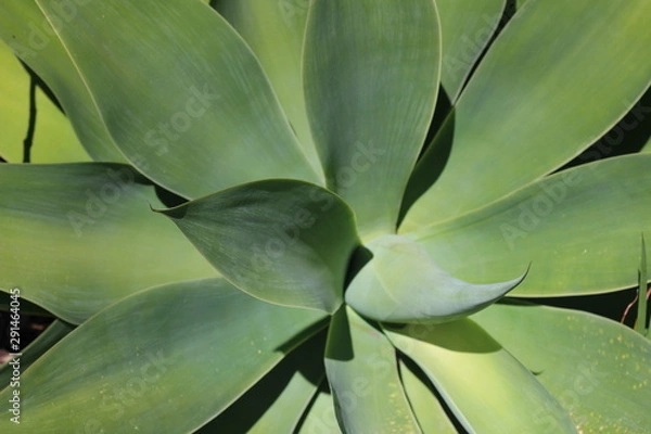Obraz Background of Agave