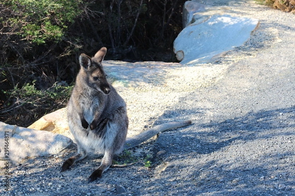 Obraz Wild wallaby