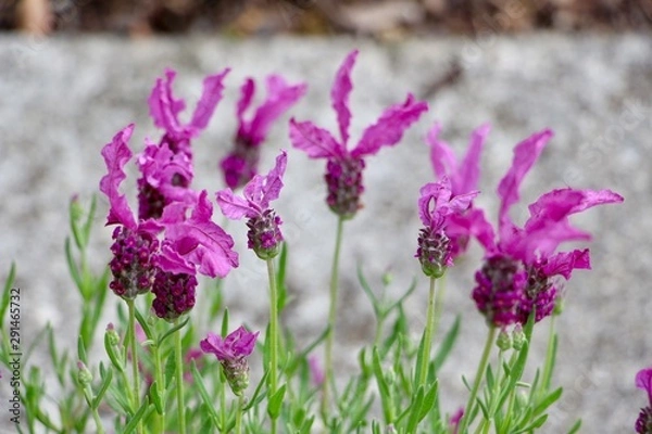 Obraz Spanish Lavender
