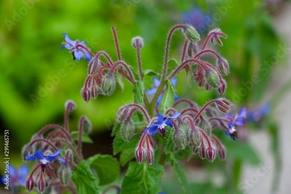 Obraz Borage flowers