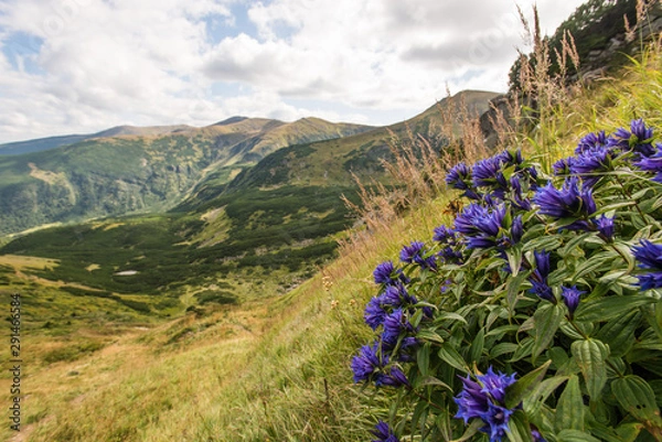 Obraz Bright cloudy scenery of the Ukrainian Carpathians shot from the top of the Shpitsy mountain with dark blue flowers on September 2019