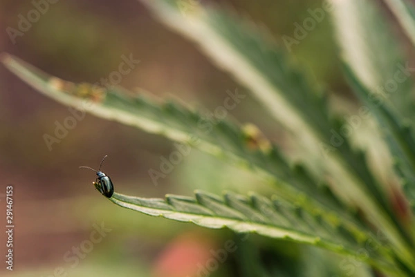 Obraz Close up of the tiny metallic green bug sitting on the edge of cannabis plant
