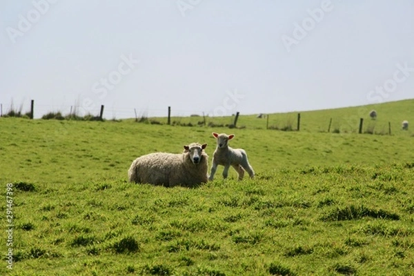 Obraz sheeps in field