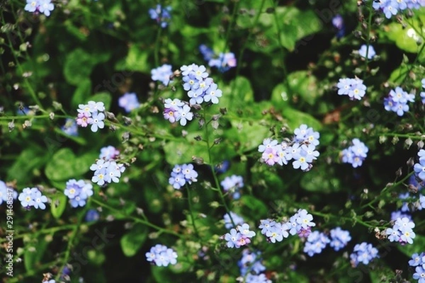 Obraz Forget-me-not