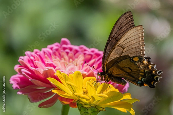 Obraz Butterfly On Yellow Flower