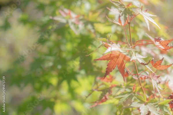 Fototapeta 日差しを浴びる初秋のもみじ