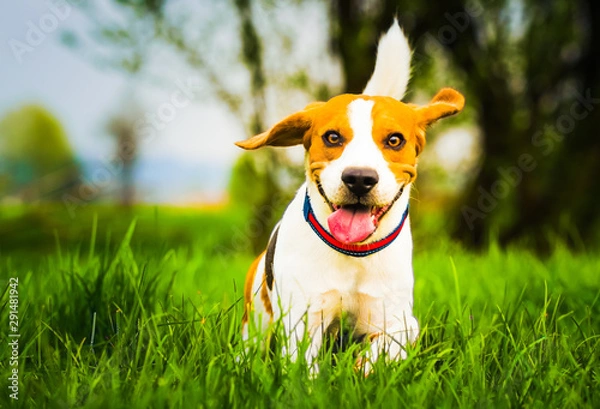 Fototapeta Dog with a wooden stick on a green meadow runs towards camera. Beagle dog canine outdoors concept.