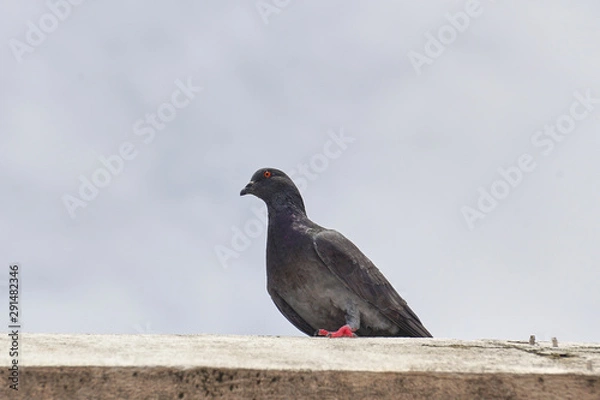 Obraz pigeon on a roof