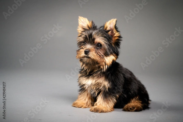 Obraz Yorkshire Terrier puppies