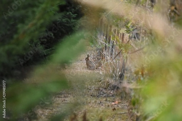 Obraz European Hare through the trees