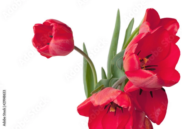 Fototapeta red tulips