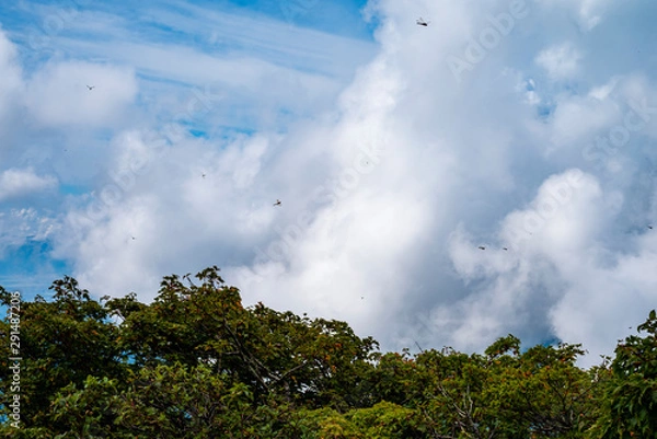 Fototapeta 北面白山山頂を飛ぶトンボの群れ