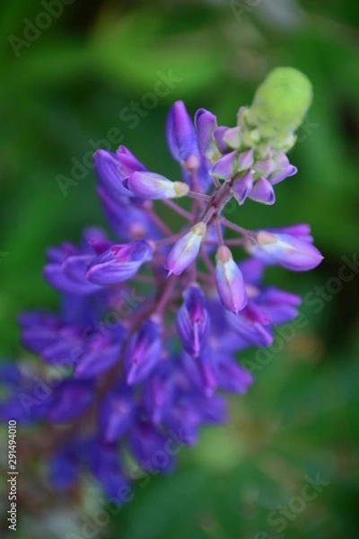 Fototapeta purple flower