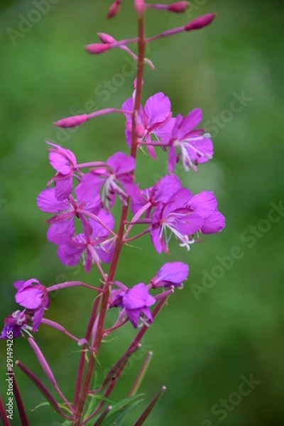 Fototapeta pink flower