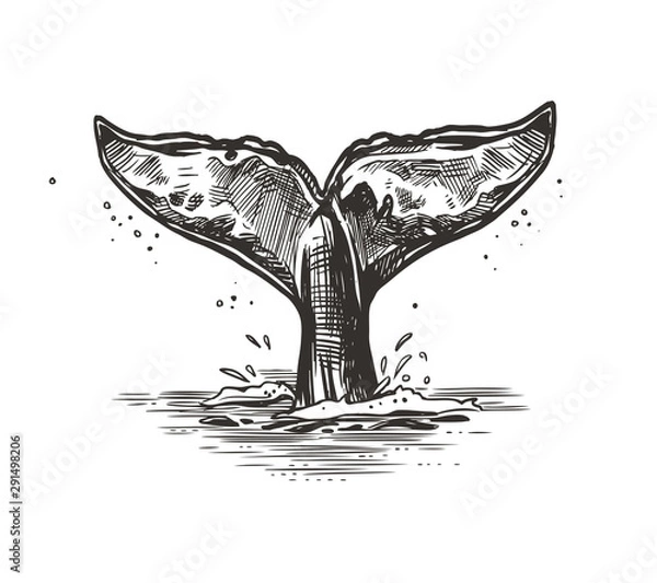 Obraz Hand drawn vector whale tail. Sketch illustration