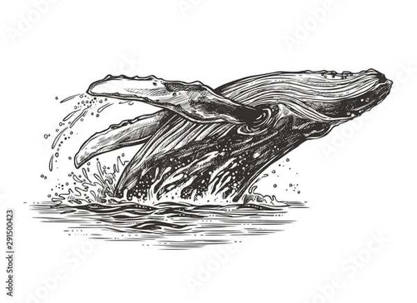 Obraz Jumping in the ocean humpback whale. Beautiful vector sketch illustration