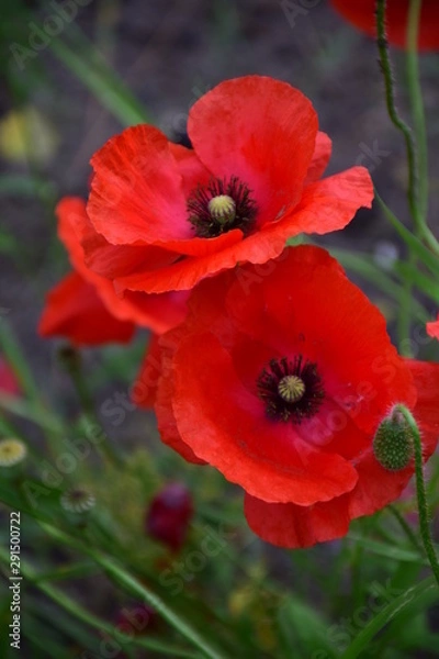 Obraz red poppy flowers
