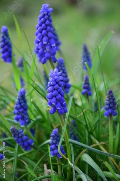 Obraz purple flowers