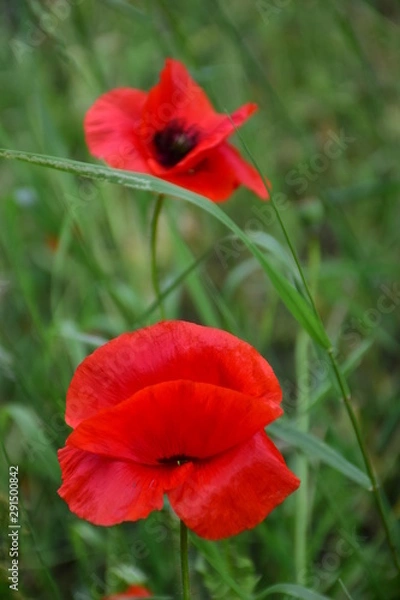Obraz red poppy flowers