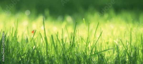 Fototapeta resh green grass on a meadow in the sunlight, ladybug on the grass, macro, spring summer natural image. Panoramic view..