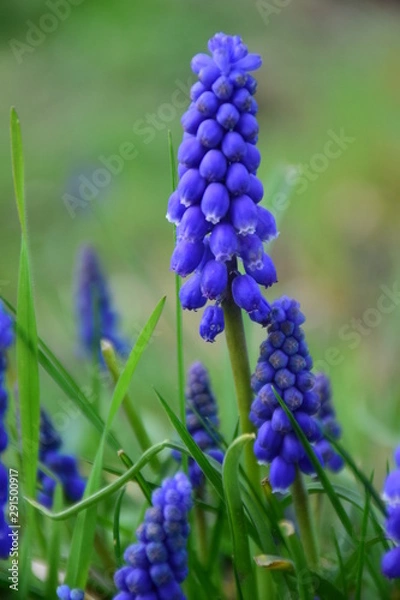 Obraz purple flowers